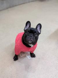 フレンチブルドック