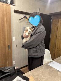 ミニチュア・アメリカン・シェパード