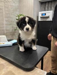 ミニチュア・アメリカン・シェパード