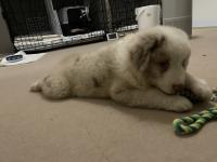 ミニチュア・アメリカン・シェパード