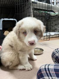 ミニチュア・アメリカン・シェパード