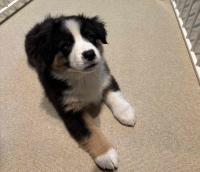 ミニチュア・アメリカン・シェパード