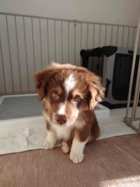 ミニチュア・アメリカン・シェパード