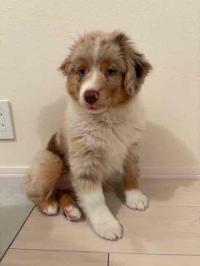 ミニチュア・アメリカン・シェパード