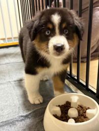 ミニチュア・アメリカン・シェパード