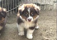 ミニチュア・アメリカン・シェパード