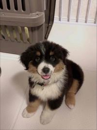 ミニチュア・アメリカン・シェパード