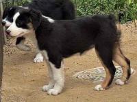 ミニチュア・アメリカン・シェパード